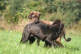 FILA BRASILEIRO 055